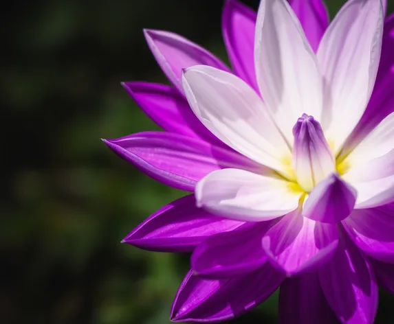 white flower purple