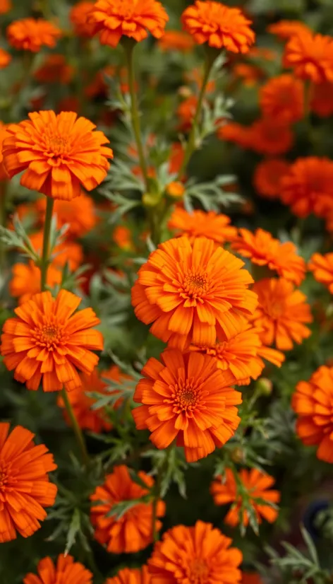 mexican marigold orange marigold