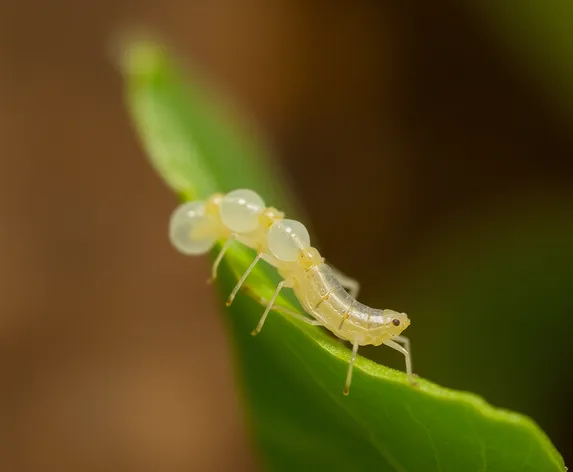 katydid eggs