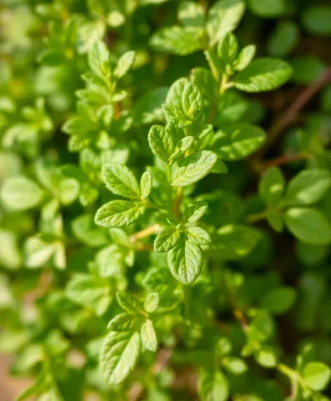 picture of oregano plant