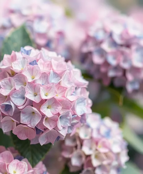 hydrangea seeds