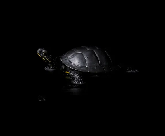 black turtle