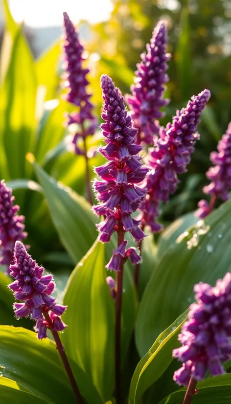 purple hosta plants