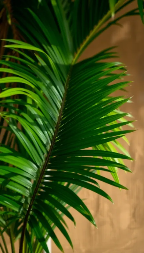 cardboard palm plant