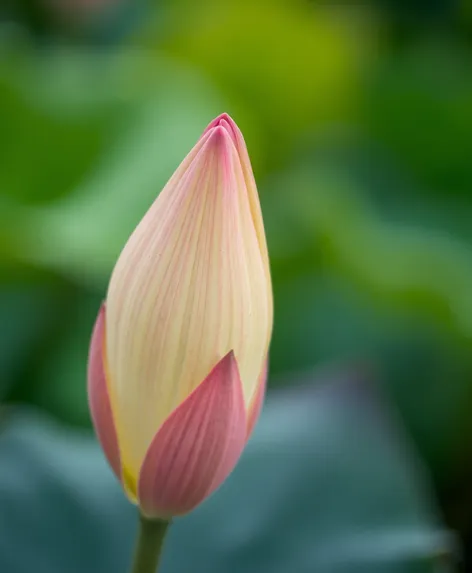 lotus pod