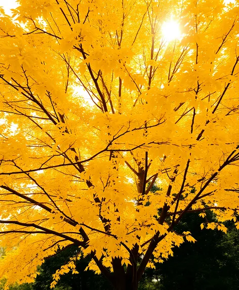 yellow tree