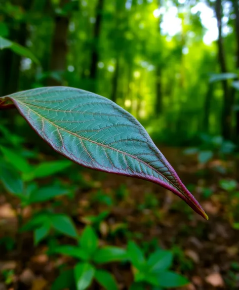 curved pointed leaf