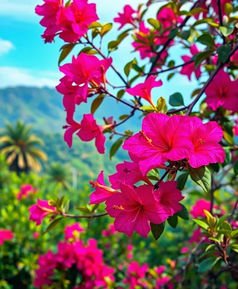 bougainvillea colors