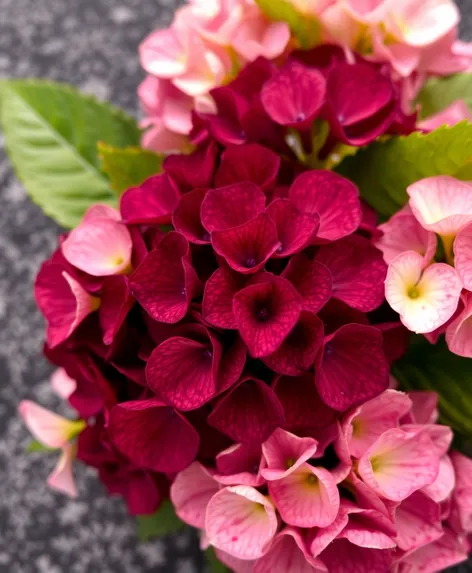 burgundy lace' hydrangea paniculata