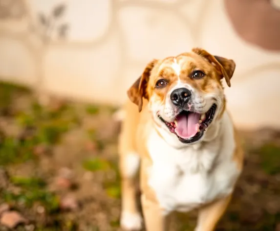 bulldog mixed with labrador