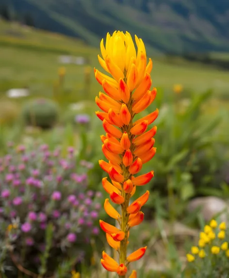 wyoming state flower