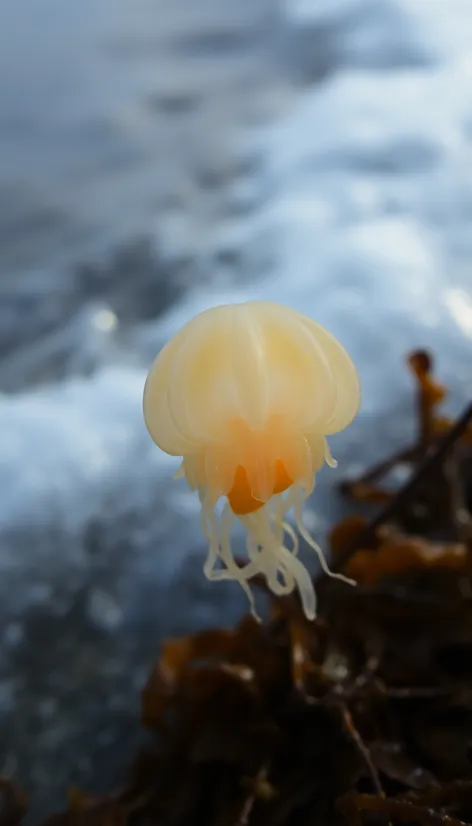 comb jellyfish maine