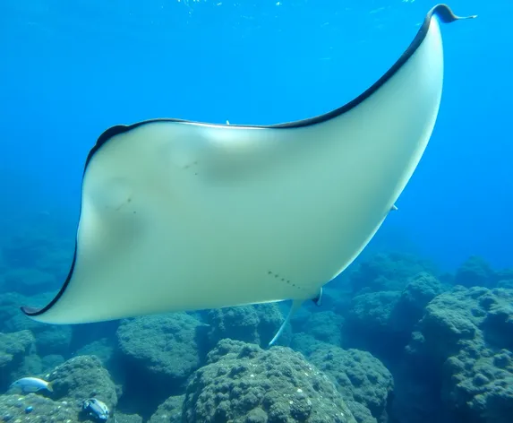 sting ray silhouette transparent