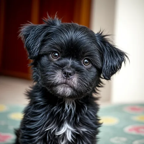 young black shih tzu