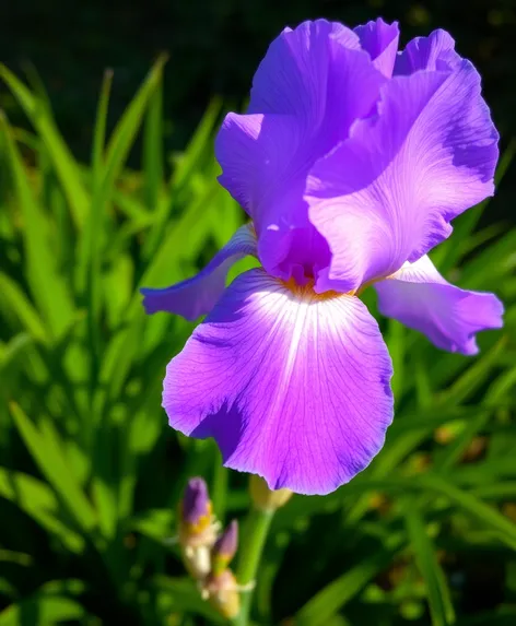 purple bearded iris