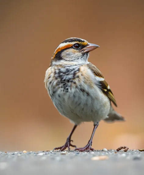 sparrow skating macro