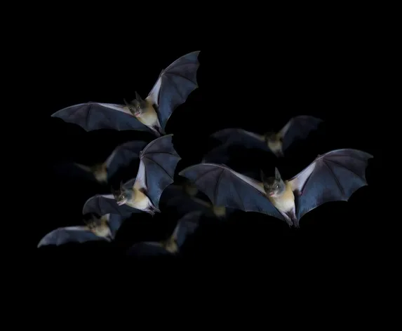 group of bats