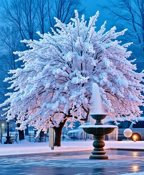 snow fountain weeping cherry