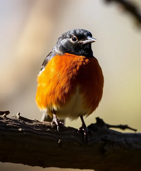 national audubon society bird