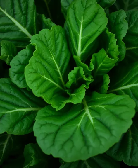 mangold chard