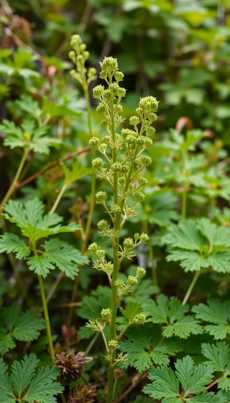 wild celery