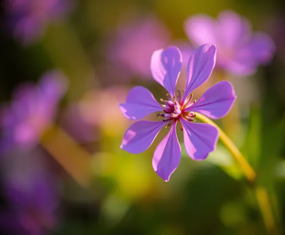 purple flower bokeh