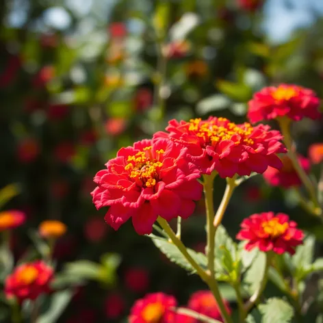 trailing lantana