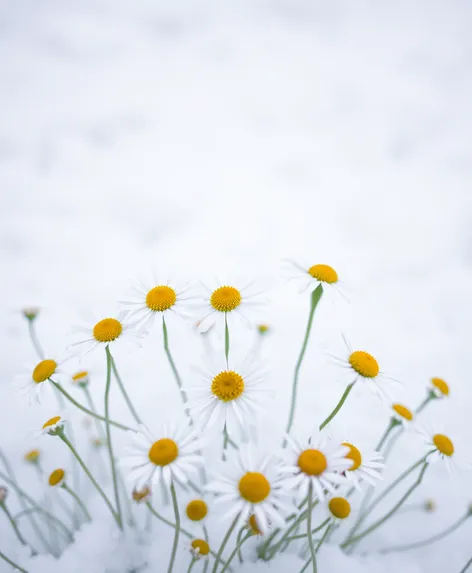 daisies in december