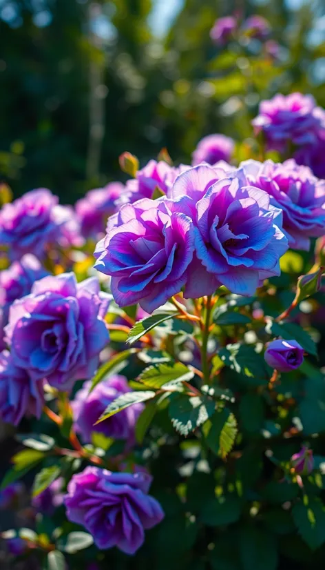 blue rose bush