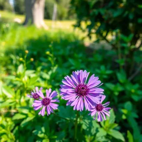 purple crysanthemum plant outdoor