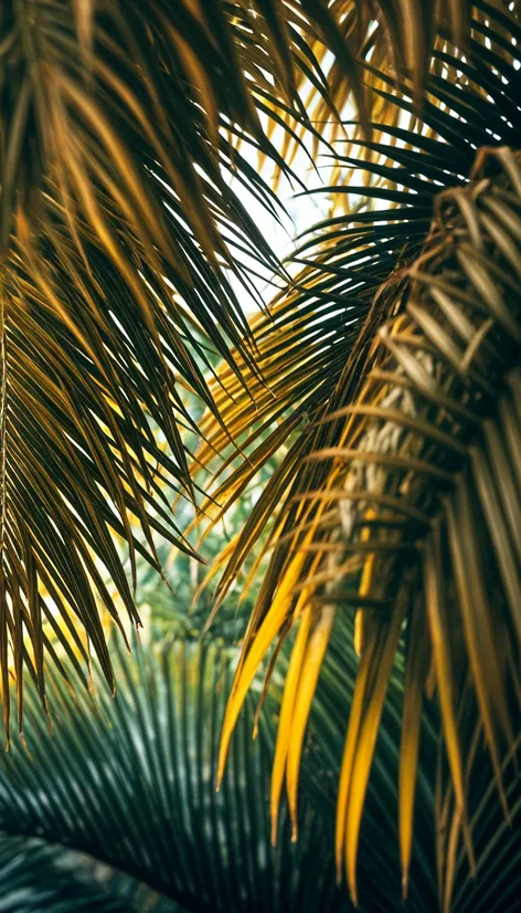 palm fronds