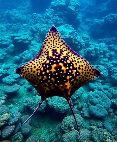 short tail stingray