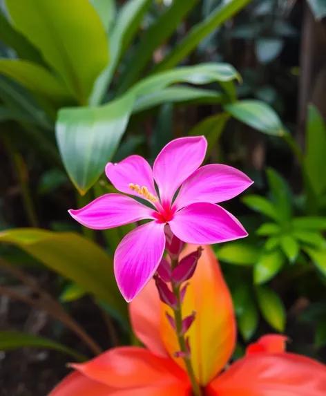 pink tropical flower