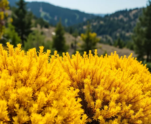 yellow bushes and shrubs