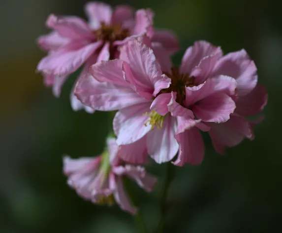 shriveling petals