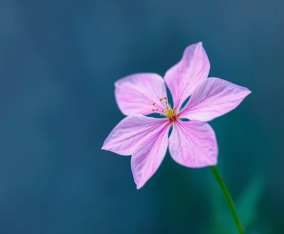 flower by pink