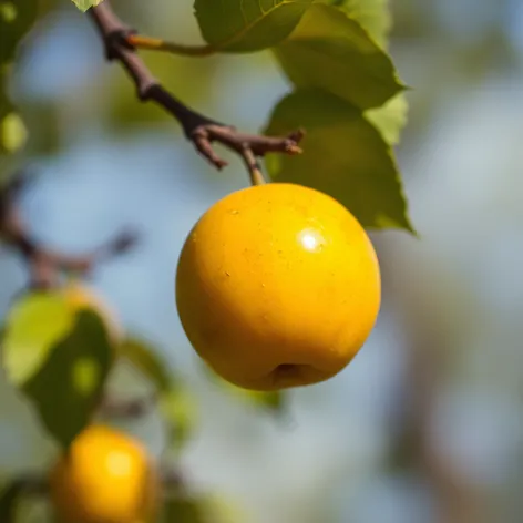 yellow plum