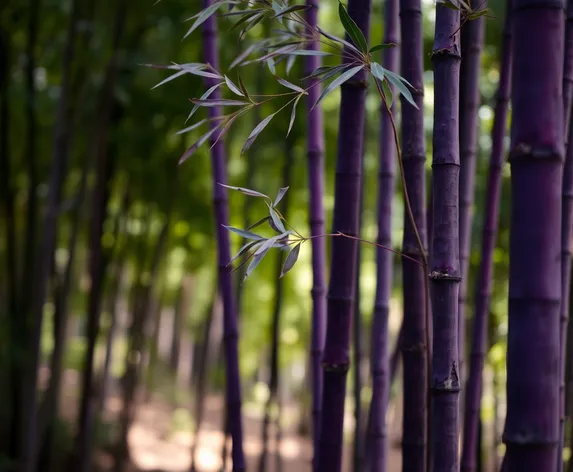 purple bamboo