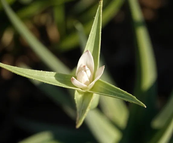 aloe flower