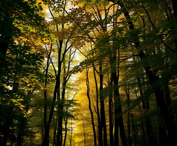 tunnel of trees michigan