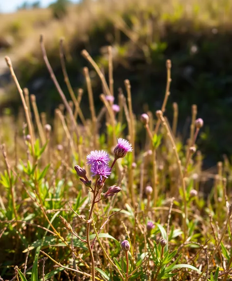 purple on weed