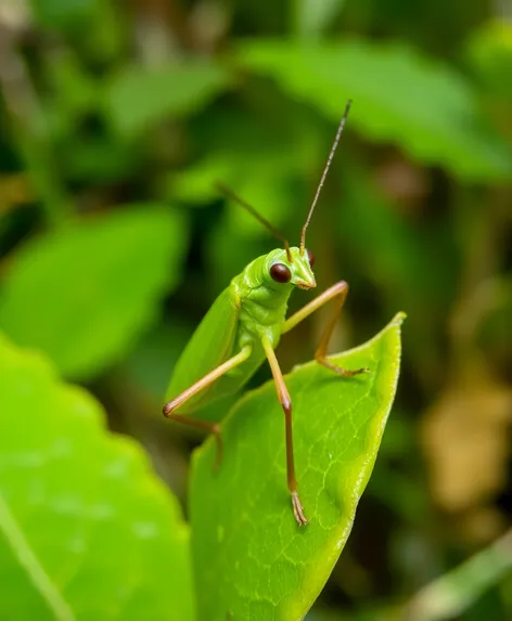 green leaf insect