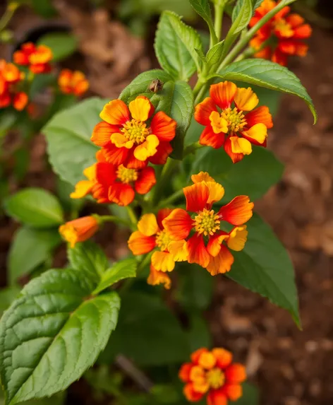 pequin pepper plant