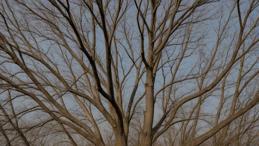 tree with no leaves