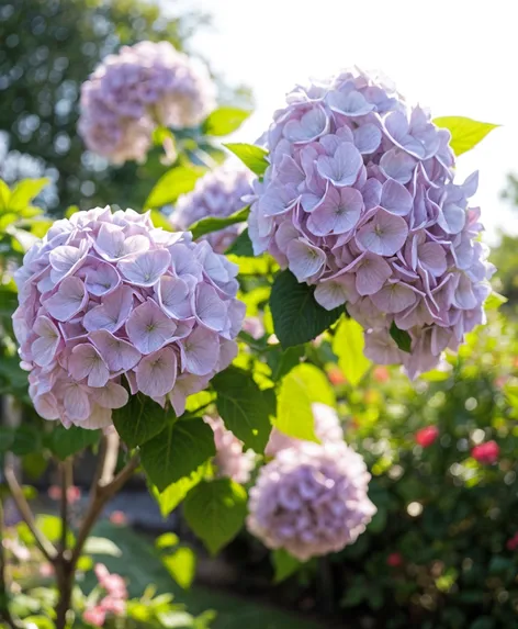 hydrangea tree