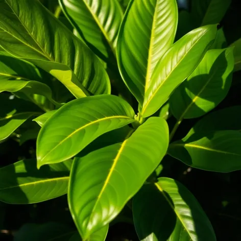 ficus alii