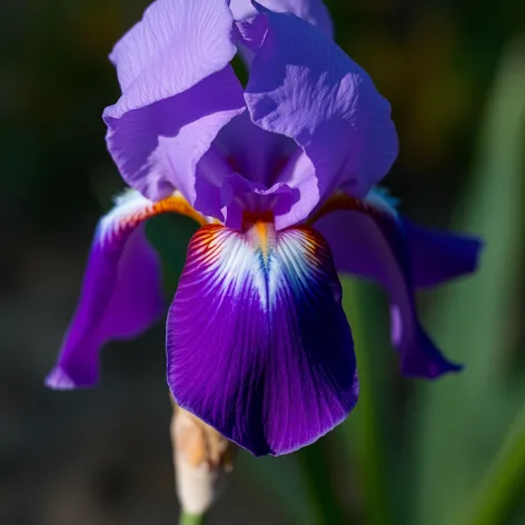 purple iris