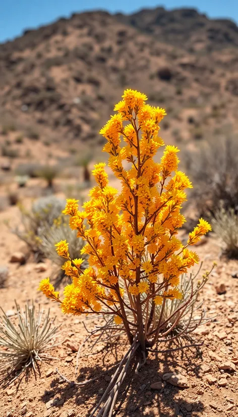 arizona turpentine bush