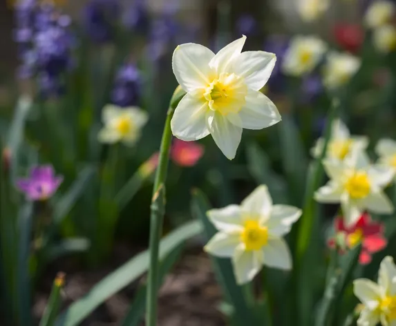 white daffodil