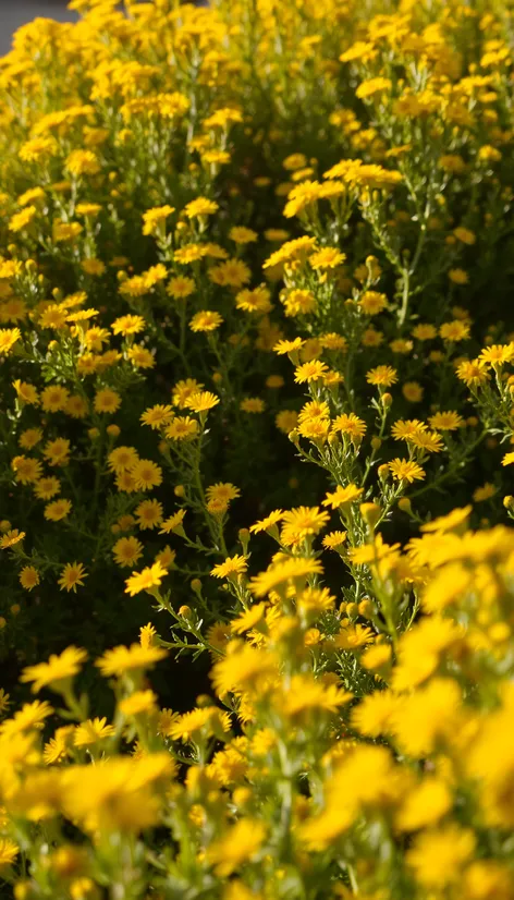 bushes with yellow flowers